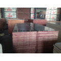 Birch Core Plywood 20*610*2500mm to Israle Port